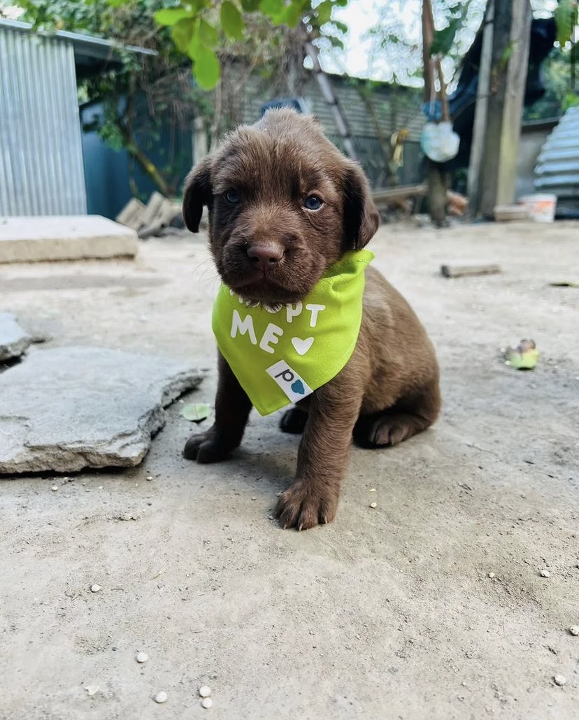 salvadogsv's tweet photo. OPORTUNIDAD DE ADOPCIÓN

Hermosos cachorritos de 1 mes en Adopción 💙

Si desea brindarle hogar responsable puede aplicar y comunicarse al +503 7752 8234 para brindarle mayor información sobre el proceso de adopción 🐶 https://t.co/WNIWjZcVKK