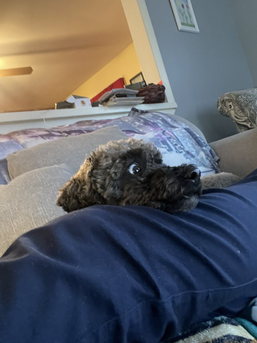 AndrewCooker's tweet photo. Looks like @ChewieCook just saw the totals for tomorrow’s snowfall forecast. 

@ericfisher https://t.co/vNgo4aLnFJ