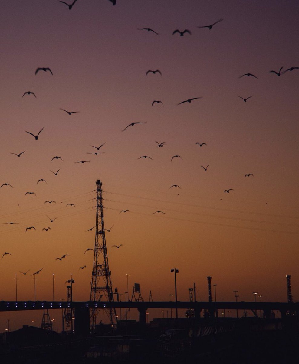 David Sark tweet media