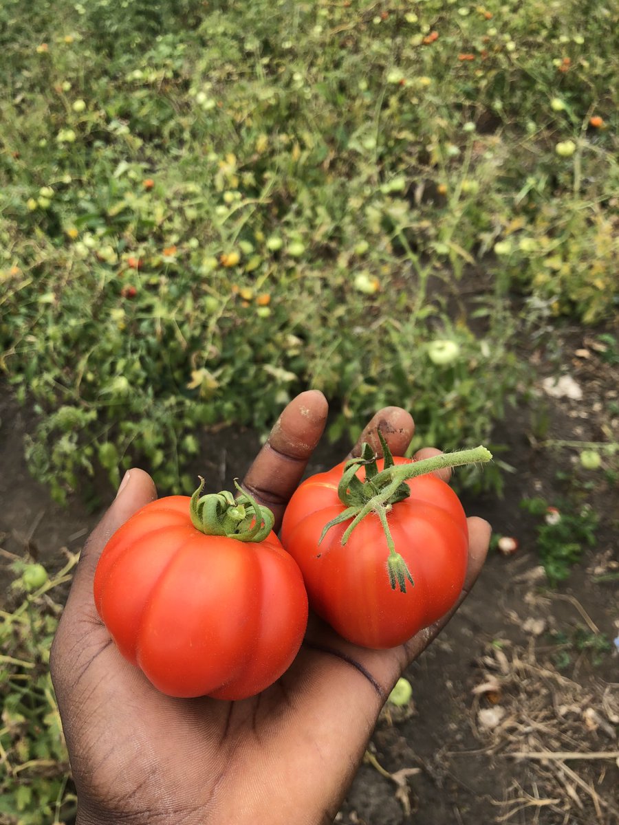 alphadaiata farms tweet media