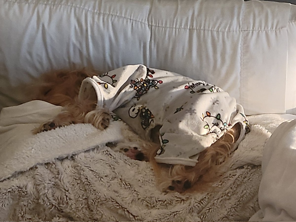 lndadew21's tweet photo. @bunsenbernerbmd Sleeping on the job. https://t.co/tv7u96Hs4q