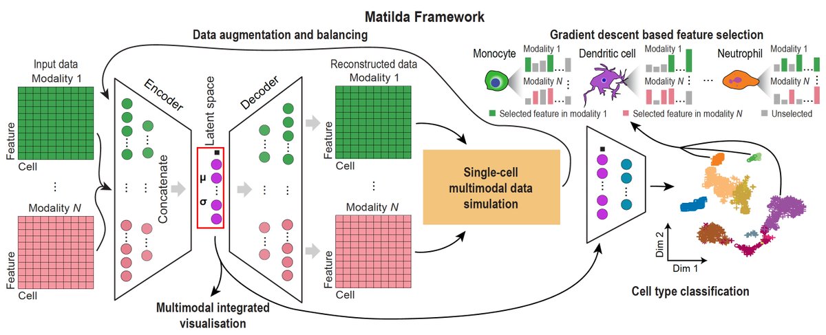 Multimodal single-cell data analyses such as simulation, visualisation, classification, & feature selection are interrelated. We introduce Matilda for doing all these analyses together. Paper: doi.org/10.1093/nar/gk…; Tool: github.com/PYangLab/Matil…