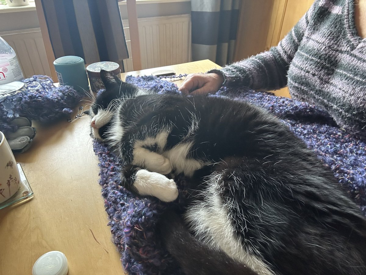 grumpy_cat18's tweet photo. I’ve been busy helping my mum sew up her knitting https://t.co/755HRraZ7U