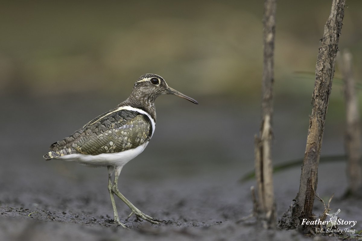 Tracking Australian Painted-snipe (@trackingapsnipe) on Twitter photo OK everyone, we desperately need your sightings!
PLEASE TELL US IF YOU FIND ANY APS, especially in NSW.
Our time is running out before they vanish for winter. Any wetlands with mudflats and water plant cover are worth checking. <a href="/BirdlifeOz/">BirdLife Australia</a>
🙏🙏🙏 📷 by Dr Stanley Tang. OK everyone, we desperately need your sightings!
PLEASE TELL US IF YOU FIND ANY APS, especially in NSW.
Our time is running out before they vanish for winter. Any wetlands with mudflats and water plant cover are worth checking. <a href="/BirdlifeOz/">BirdLife Australia</a>
🙏🙏🙏 📷 by Dr Stanley Tang.
