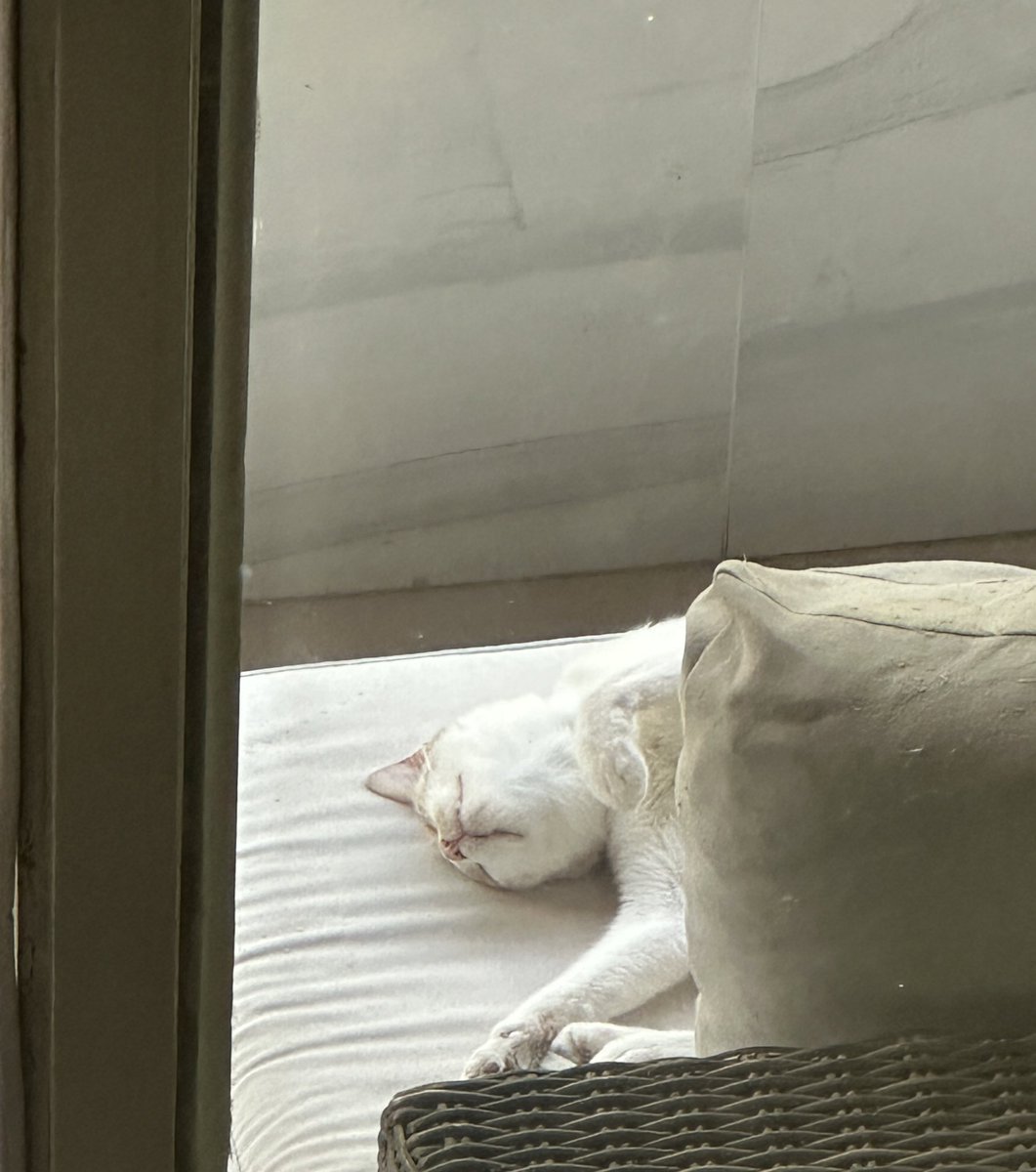 rodricarreraaa's tweet photo. gente ayúdenme tengo un gato que está muy preocupado y no se que hacer al respecto https://t.co/4mLU5jzkIm