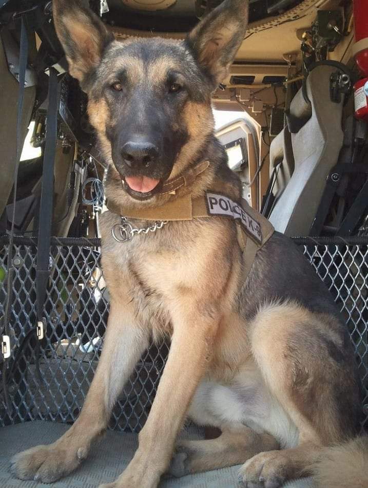 Honoring Army MWD Bak R197 PEDD, October 9, 2009 - March 11, 2013, Killed In Action, Afghanistan, OEF 😥😥
#GermanShepherd #GermanShepherds #gsd #gsds #dog #dogs #dogsoftwitter