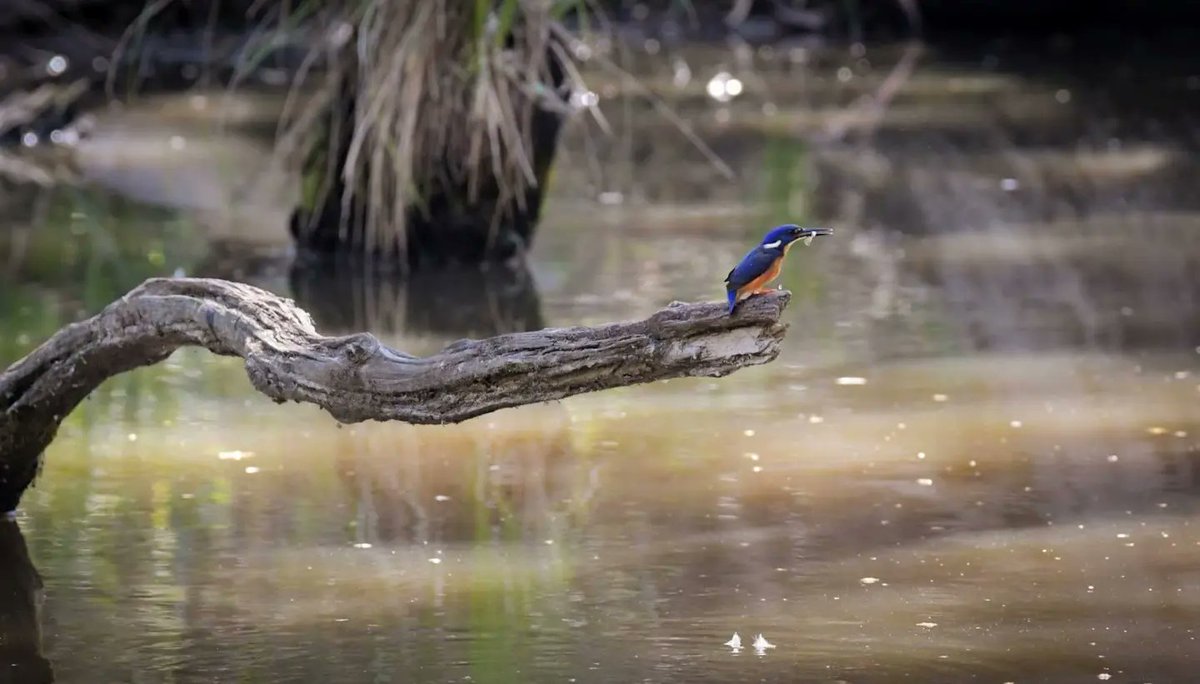 BarnyGas's tweet photo. 🇦🇺 Azure Kingfisher

A bucket list bird for me! #twitternaturecommunity
#naturephotography
#australiabirdsofinstagram
#azurekingfisher https://t.co/MRzlIXP0fF