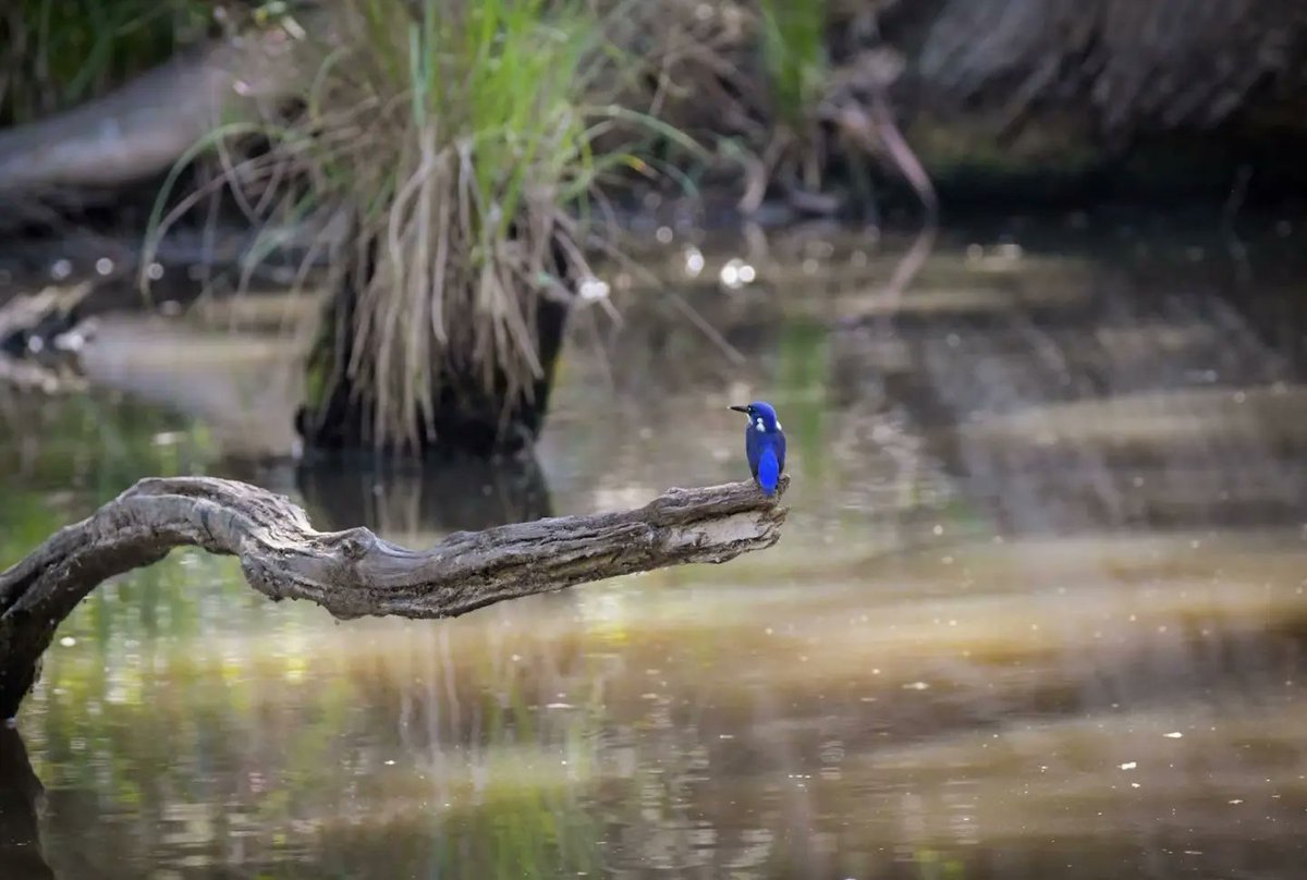 BarnyGas's tweet photo. 🇦🇺 Azure Kingfisher

A bucket list bird for me! #twitternaturecommunity
#naturephotography
#australiabirdsofinstagram
#azurekingfisher https://t.co/MRzlIXP0fF