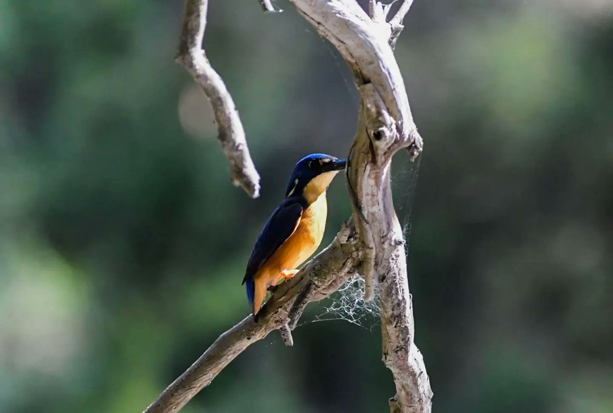 BarnyGas's tweet photo. 🇦🇺 Azure Kingfisher

A bucket list bird for me! #twitternaturecommunity
#naturephotography
#australiabirdsofinstagram
#azurekingfisher https://t.co/MRzlIXP0fF