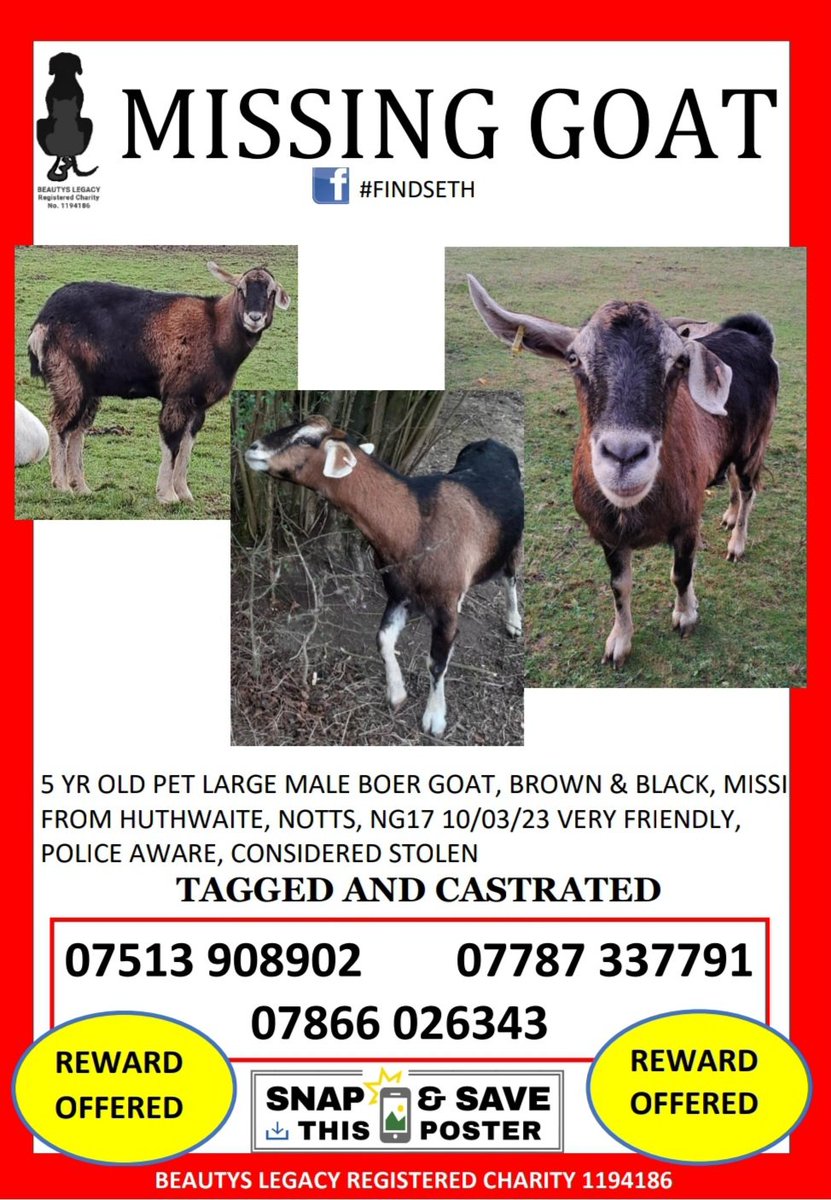 beautys_legacy's tweet photo. Missing from Huthwaite, Notts NG17
Seth is a pet. Castrated with tags in both ears, super friendly. The snow broke his enclosure and he escaped. Evidence suggests he has been stolen. Police aware. Enquiries ongoing.
#findseth #GoatLivesMatter @ChadNews @nottslive @Notts_TV https://t.co/PkJZO29jxP