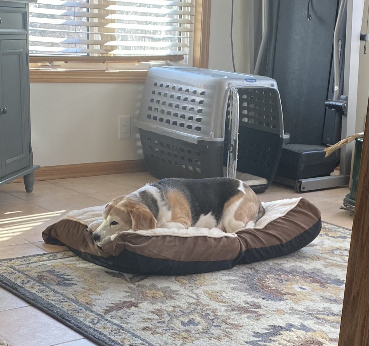 RileyBeagle tweet media
