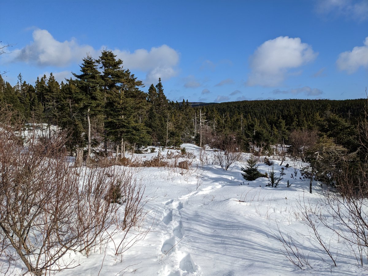 Shawn_Walters's tweet photo. Another nice day for a 7.8 km snowshoe. As seen from my tracks, snow has gotten much softer as our temps get above the freezing mark. ❄️🌲 #RandomIsland #NLwx https://t.co/4VMbZwOC92