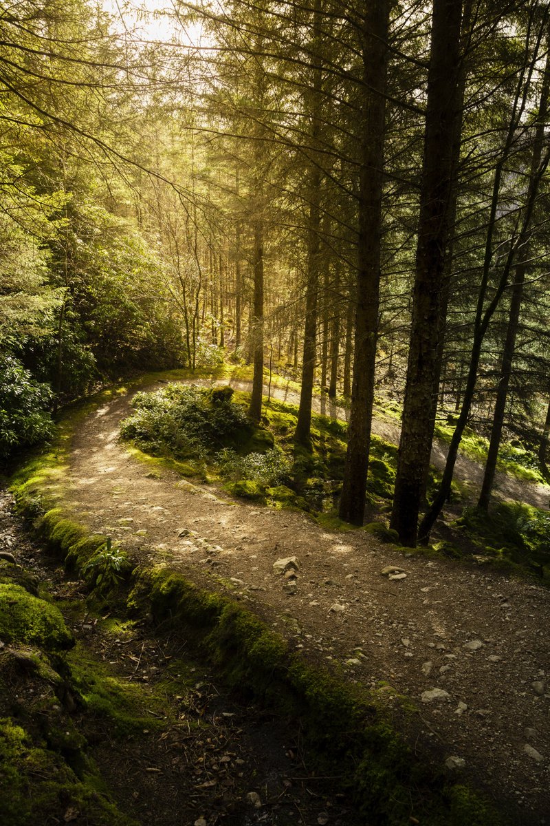 Pasteyface3D's tweet photo. Forest path snaking up the hill in the woods surrounding the Lochan at Glencoe, with dappled light finding it's way through the trees. 
Photo taken last week. 
#photography #glencoe #lochan #forest #path #highlands #scotland #canon https://t.co/T7T8kBjcQl
