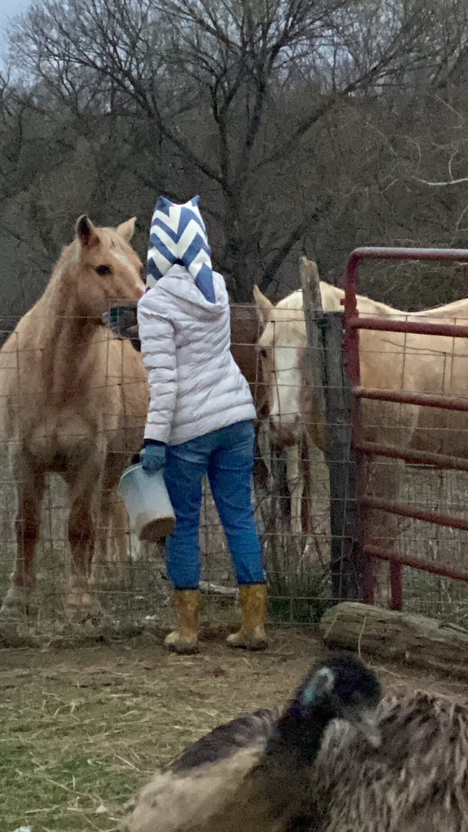 DrRooftopKY's tweet photo. Mrs Rooftop definitely keeps life interesting.
#ThreeArrowsFarm
#ashoka
#starwars
#cosplayfarming https://t.co/pdTk2TaX5c