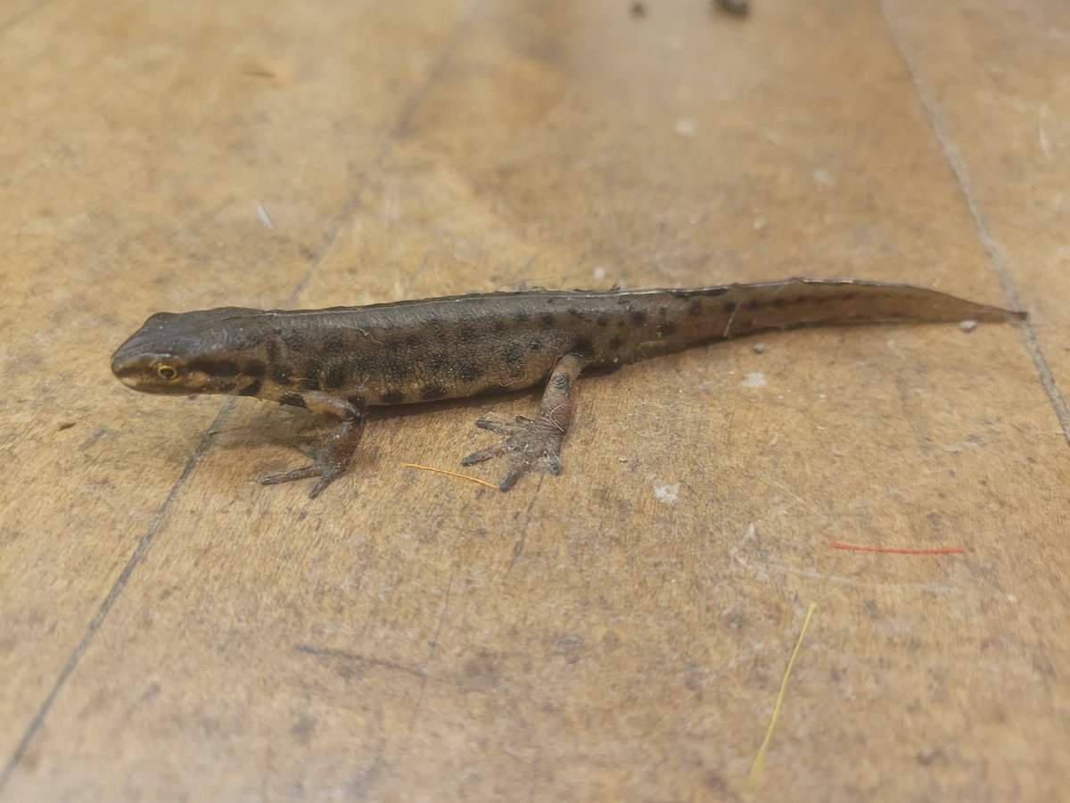 We had an unexpected visitor gatecrash our scout meeting tonight. Just crawled in from outside. We reckon this might be a smooth newt. Does everyone agree? #amphibian #newt #uknewts #ukamphibians #amphibianidentification