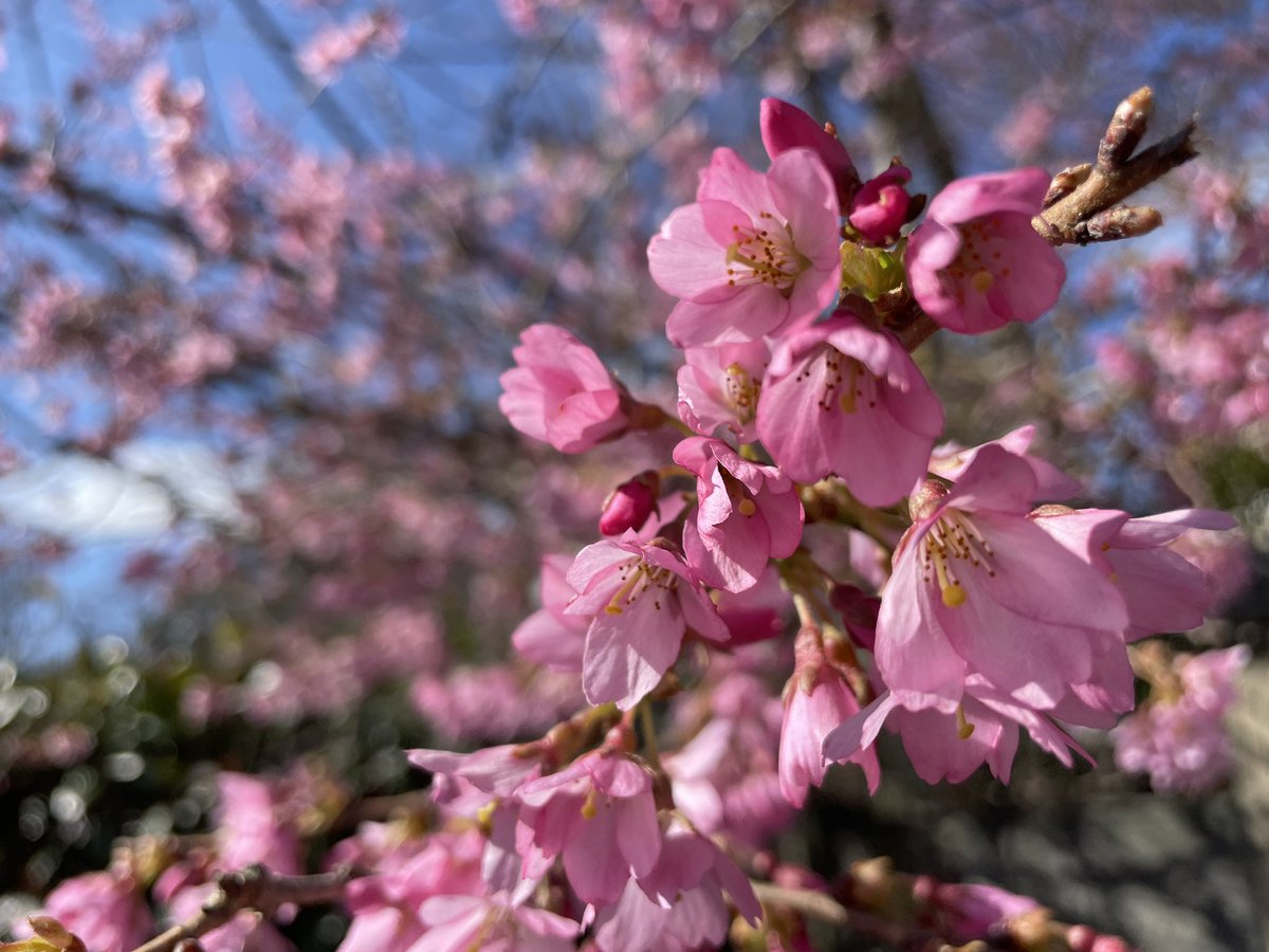 GregorCraigie's tweet photo. I think spring just sprung. https://t.co/IXrDxaA4k7