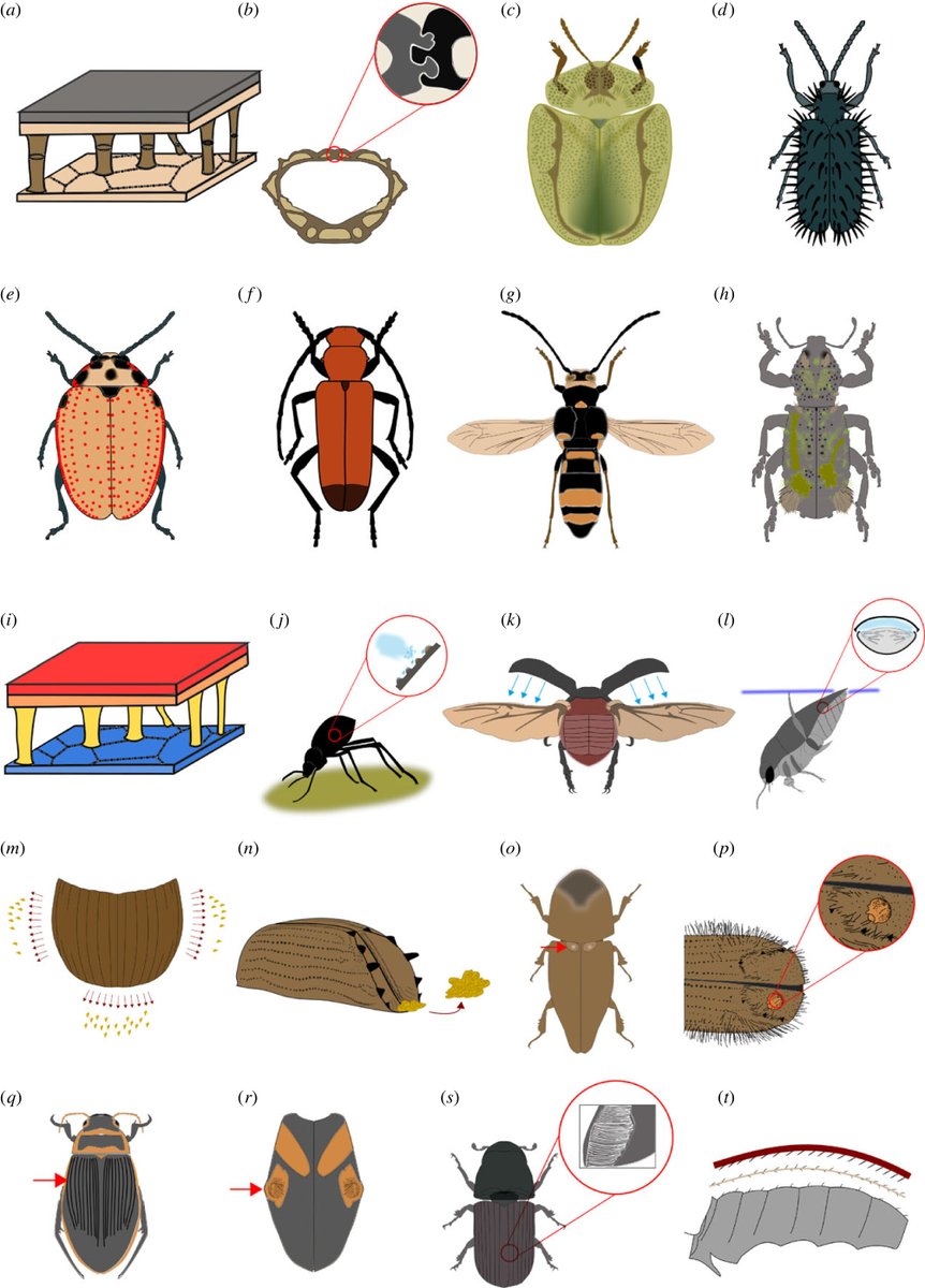 Read #BiologyLetters Review - Beetle elytra: evolution, modifications and biological functions ow.ly/XsgT50Nh5Kx | #Coleoptera #morphology #evolution