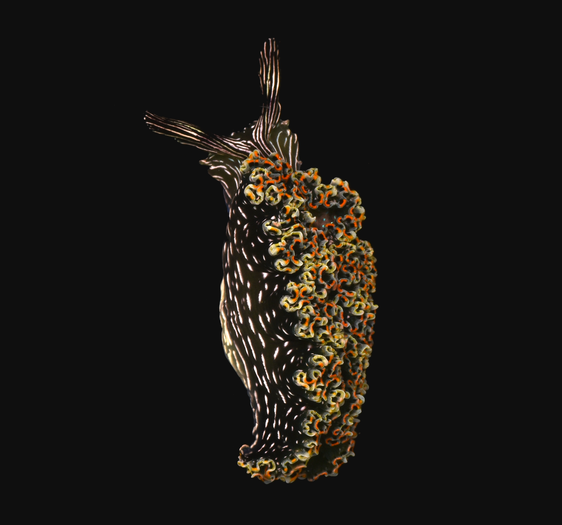 ACGuanacaste's tweet photo. Elysia diomedea, babosa marina pertenece al filo Mollusca, clase Gastropoda, orden Sacoglossa y familia (Plakobranchidae). Se le conoce como danzarina mexicana
https://t.co/MtlIonrKhG
@CRMinae @sinac_cr https://t.co/FG7HjbBpDx
