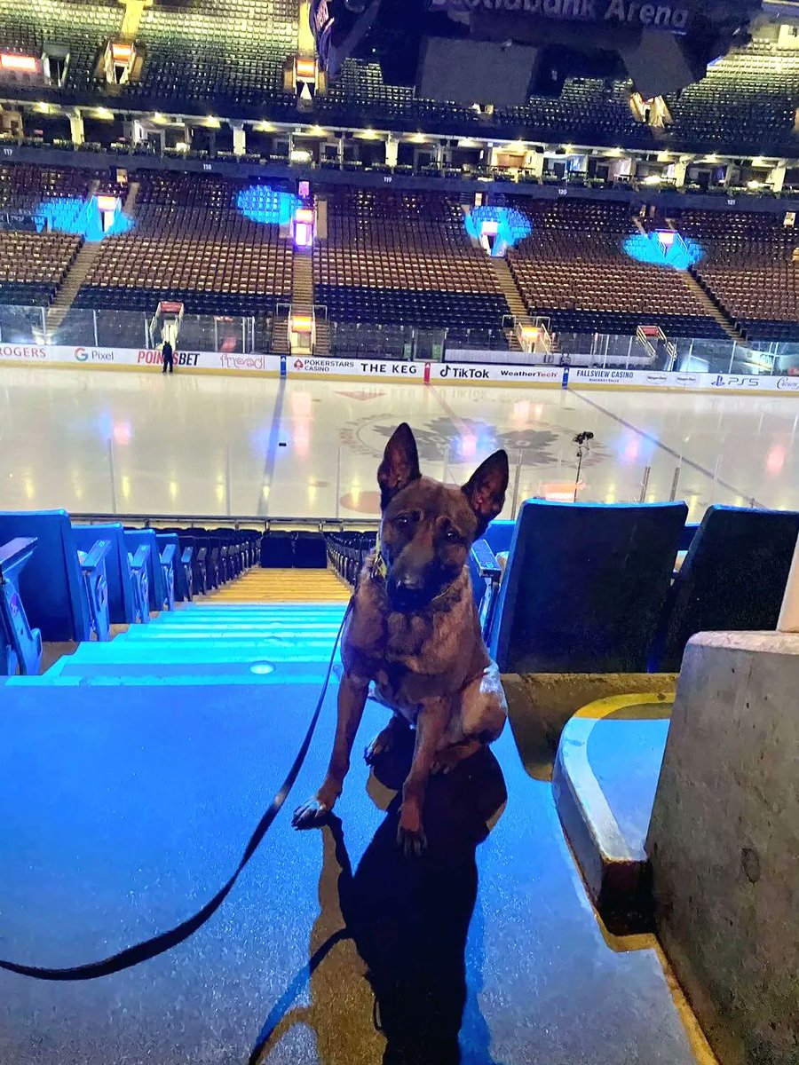 K9unit_ASP's tweet photo. #K9 Roef is all set for tonight's leafs game!!! Puck drop at 7:30! 
GO #LEAFS GO 💙 🤍 🏒

#goleafsgo #torontomapleleafs https://t.co/GqTqAn6Cin