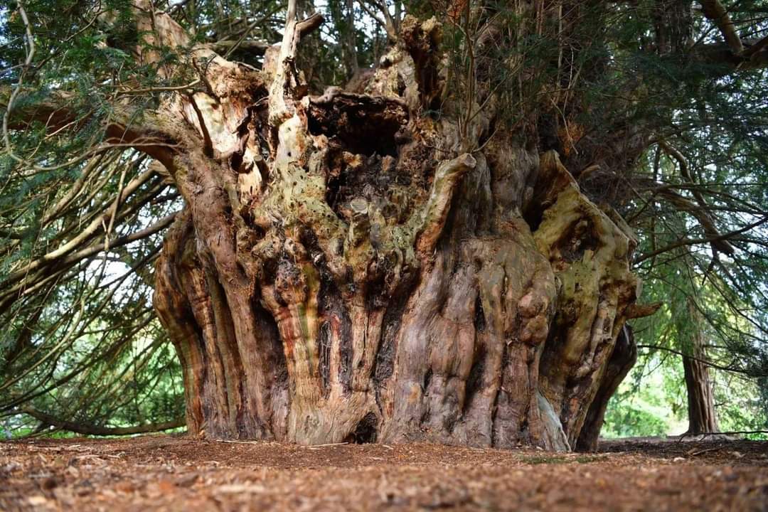arboles_magicos's tweet photo. Señoras y señores, este árbol es mágico: ¡¡El Tejo de Ankerwycke!!
En tiempos de Buda, cuando había 298 espartanos luchando contra Jerjes, este viejo árbol daba sus primeros brotes. Dicen que Enrique VIII cortejó a Ana Bolena a su sombra y que sirvió de sede del gobierno inglés.
🌾🌿🌲🌱🍀🌴💚
#ArbolesMagicos #nature #naturaleza #madretierra #arboles #trees #arbres #bosque #forêt #leaves #hojas #verde #forest #wood #driades #hadas #fairies #fairy #art #gardening #garden #jardinería #jardín #fall #autumn #poesia #botanica #etnobotanica #folkgreen #biodiversity