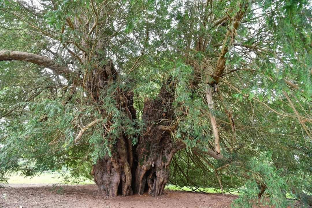 arboles_magicos's tweet photo. Señoras y señores, este árbol es mágico: ¡¡El Tejo de Ankerwycke!!
En tiempos de Buda, cuando había 298 espartanos luchando contra Jerjes, este viejo árbol daba sus primeros brotes. Dicen que Enrique VIII cortejó a Ana Bolena a su sombra y que sirvió de sede del gobierno inglés.
🌾🌿🌲🌱🍀🌴💚
#ArbolesMagicos #nature #naturaleza #madretierra #arboles #trees #arbres #bosque #forêt #leaves #hojas #verde #forest #wood #driades #hadas #fairies #fairy #art #gardening #garden #jardinería #jardín #fall #autumn #poesia #botanica #etnobotanica #folkgreen #biodiversity