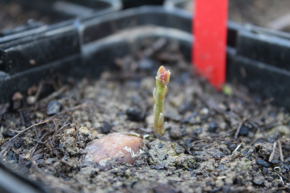 SolBrasseur's tweet photo. The first leaves have appeared! https://t.co/KLA1P0LUoU