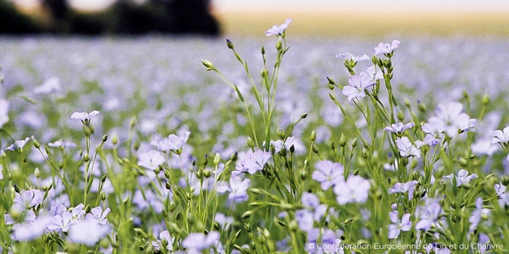 J6pComte's tweet photo. ANJELO
Bientôt la collection printemps-été
Avec une fibre naturelle dont on parle de plus en plus
LE LIN Label European Flax®
Un rendu brut pour une élégance simple et décontractée
https://t.co/AuDAH8bXaI
#anjelo #elegance #mode #homme #chemise #lin #savoirfaire #madeinfrance https://t.co/DdWHMkerCY