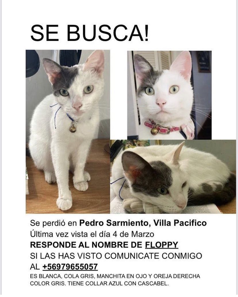 dvalenzs's tweet photo. Ayuda con RT por favor! Gatita perdida en la comuna de Colina @MuniColina 
#mascota #colina #perdida #chile https://t.co/k7qIxfFg2i