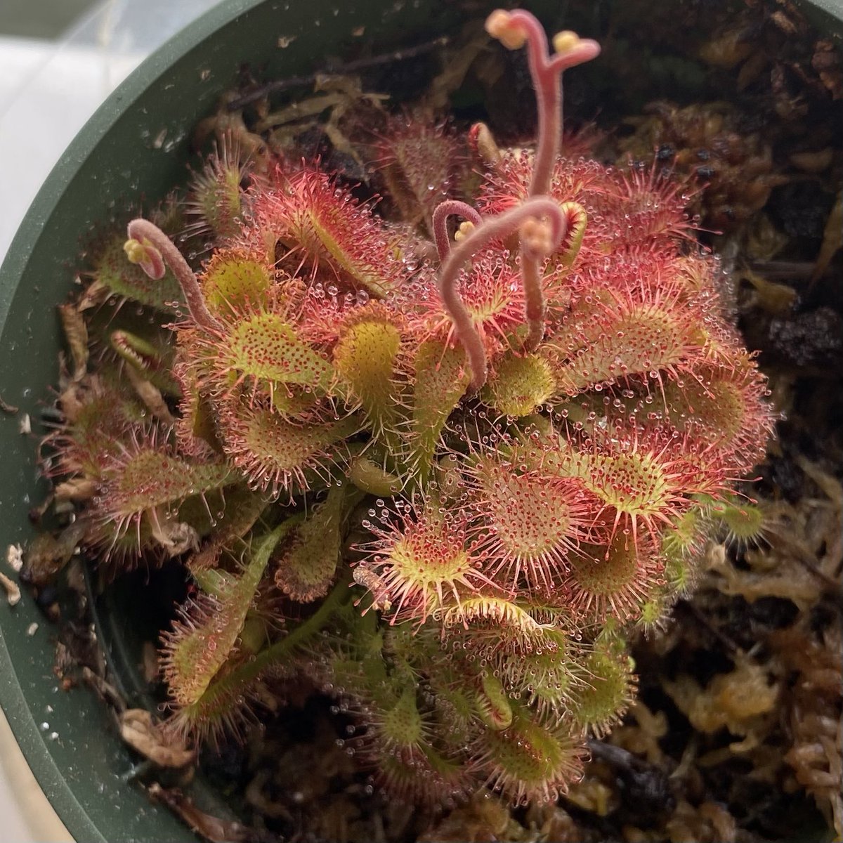 TheeLonePine's tweet photo. One of my carnivorous drosera/sundew plants is growing it’s first ever flower stalks. These grow high, far up from the sticky leaves below, so that pollinators may easily access the flower without being trapped &amp; eaten by the plant. 

#PandemicPlantLife 🌱 https://t.co/fEyUcrofgS