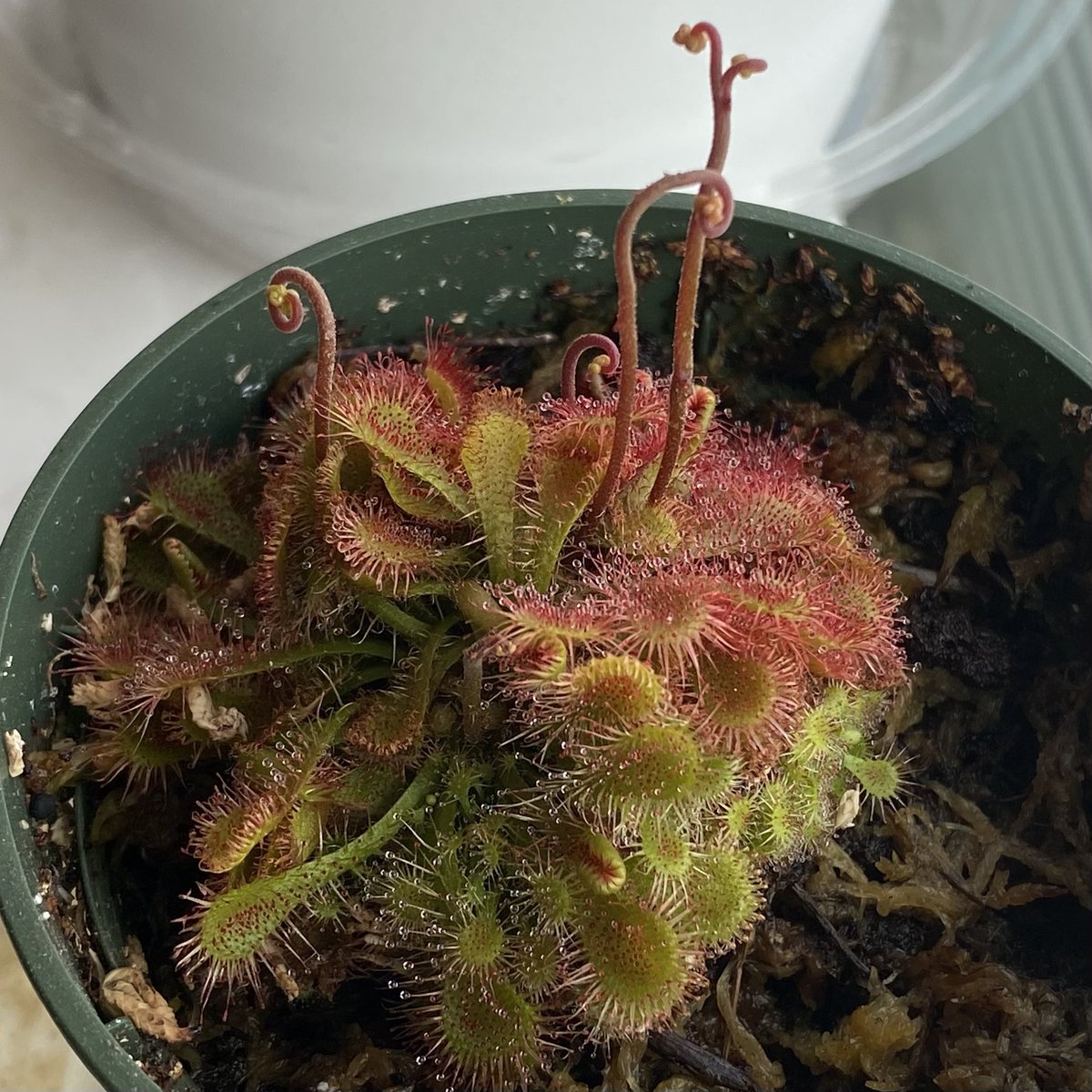 TheeLonePine's tweet photo. One of my carnivorous drosera/sundew plants is growing it’s first ever flower stalks. These grow high, far up from the sticky leaves below, so that pollinators may easily access the flower without being trapped &amp; eaten by the plant. 

#PandemicPlantLife 🌱 https://t.co/fEyUcrofgS