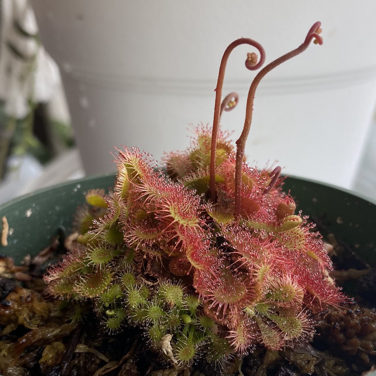 TheeLonePine's tweet photo. One of my carnivorous drosera/sundew plants is growing it’s first ever flower stalks. These grow high, far up from the sticky leaves below, so that pollinators may easily access the flower without being trapped &amp; eaten by the plant. 

#PandemicPlantLife 🌱 https://t.co/fEyUcrofgS