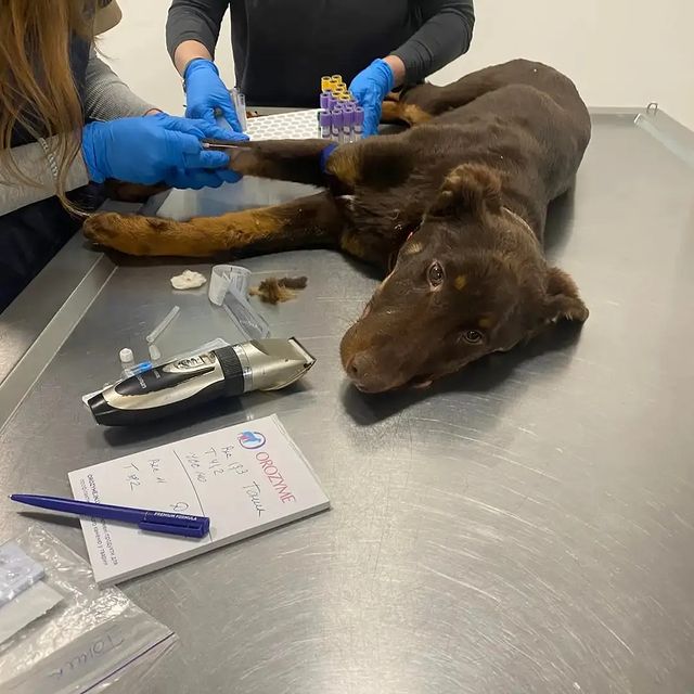 I'm just hysterical Ka
That's some mega unlucky period
Today took the little ones to the clinic, symptoms: food
refusal, inactive, vomiting.