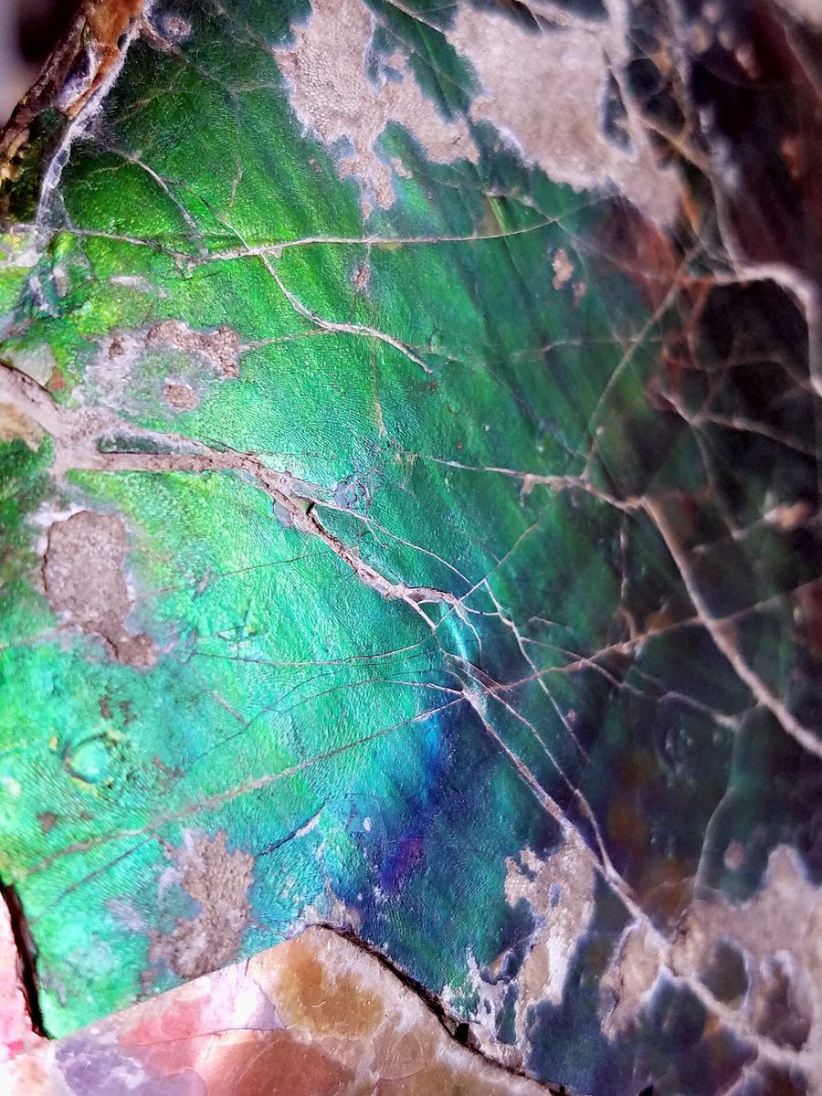 DiatomDiatribes: Embracing Rational Analysis tweet media