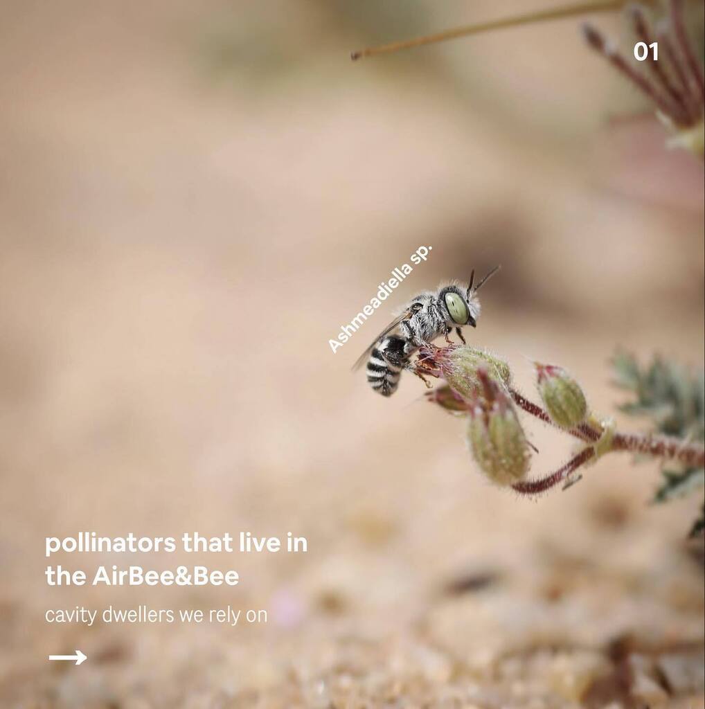 Beemmunity tweet media