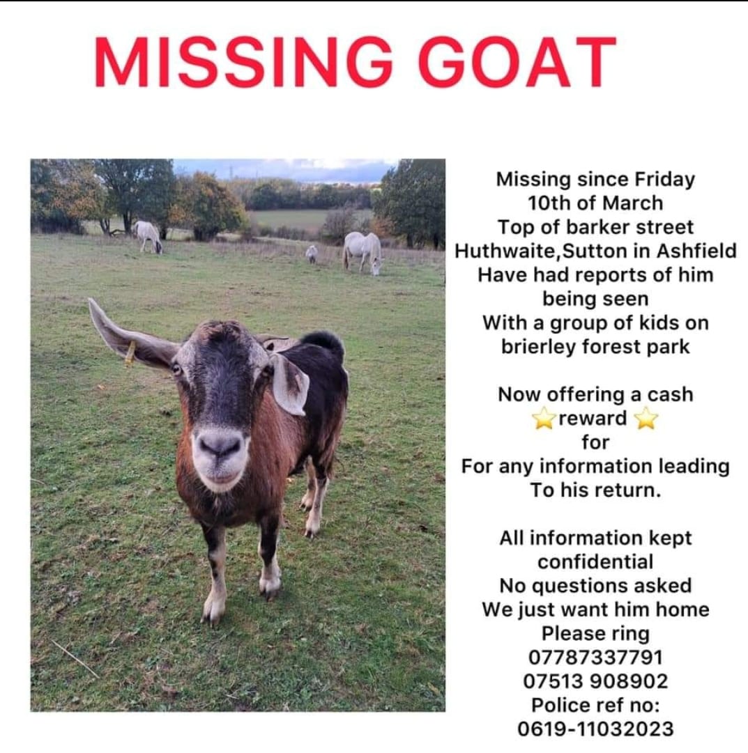 #Goat #missing since 10/3/23 from top of #BarkerStreet #Huthwaite #SuttonInAshfield. Seen with group of kids on #BrierleyForestPark. Sightings please on numbers on poster. ⬇️ ❌ REWARD FOR INFORMATION LEADING TO HIS SAFE RETURN. ❌ facebook.com/groups/1664406… #MissingGoat