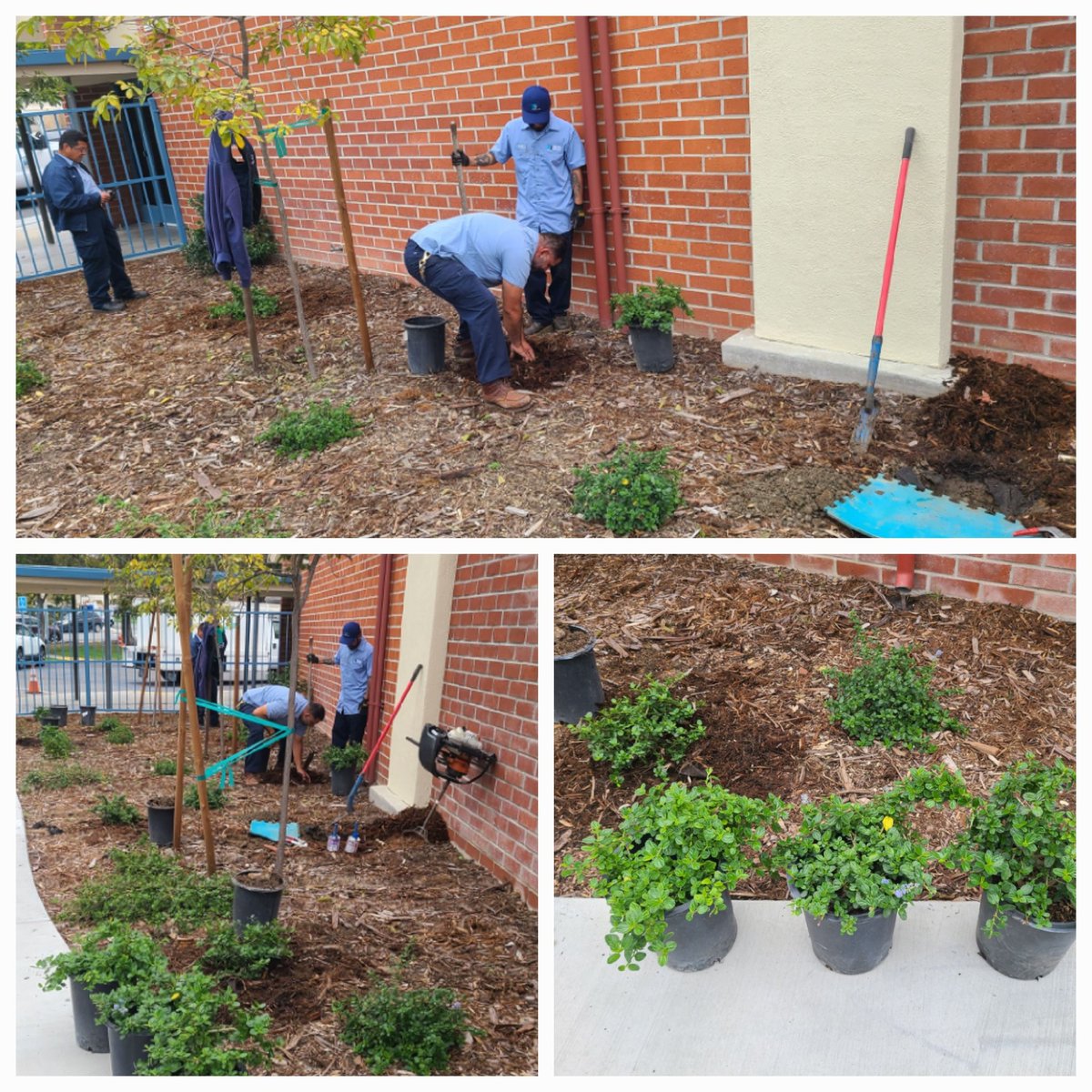 A big shout-out to building services for keeping Viking grounds blooming. THANK YOU! <a href="/RowlandSchools/">Rowland Schools</a> #WeAreRUSD <a href="/momgonzales/">Estela Gonzales</a> <a href="/bluribe5/">Brigette Uribe</a> #vikingsquad