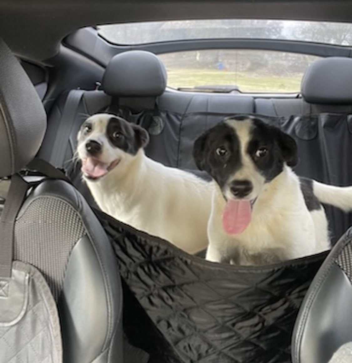 MitchRuibal's tweet photo. Lena, Jupiter, Luna, Roxanne, and Rosie are all spayed, microchipped, and up to date on all vaccines. They are ready for adoption at Tangi Humane Society! https://t.co/PAid9zxeA1