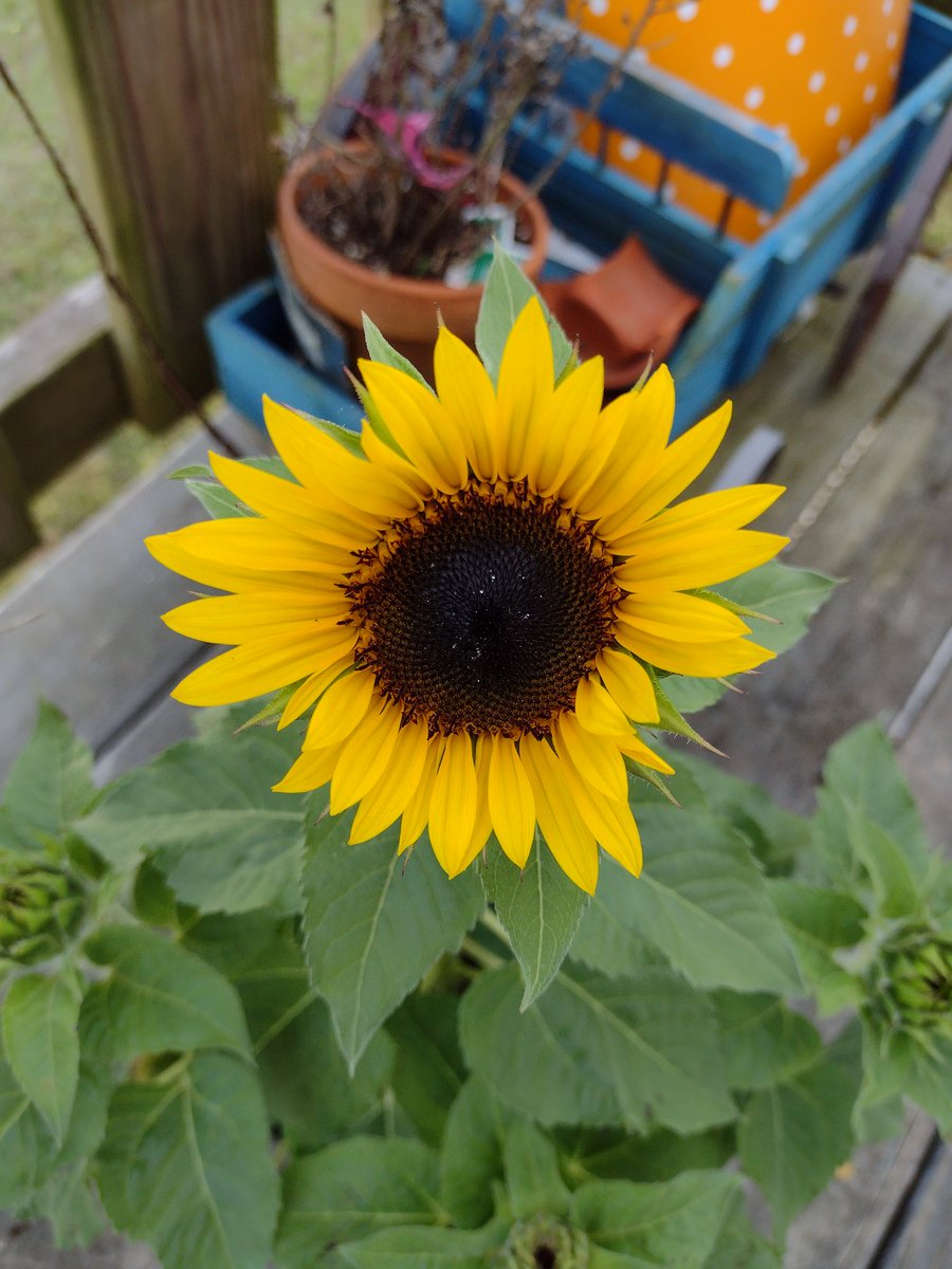GarrettFruge's tweet photo. It bloomed! https://t.co/fb4biNAcOl