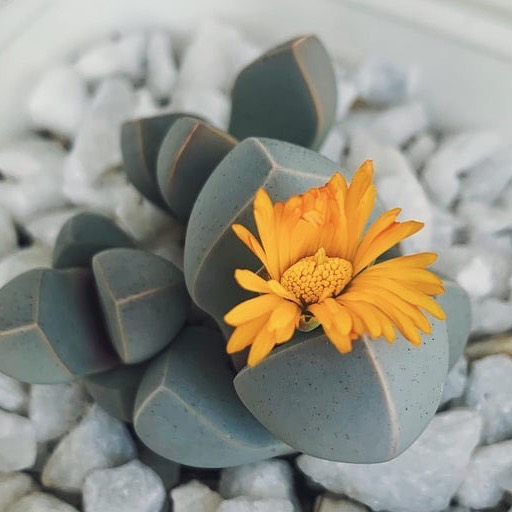 Lapidaria margaretae Is starting to bloom!
#garden #gardeningideas #gardeningtips #gardenpots #containergardening #greenthumb #gardentips #pottedplants #pottedflowers #wearethegardeners #growsomethinggreen