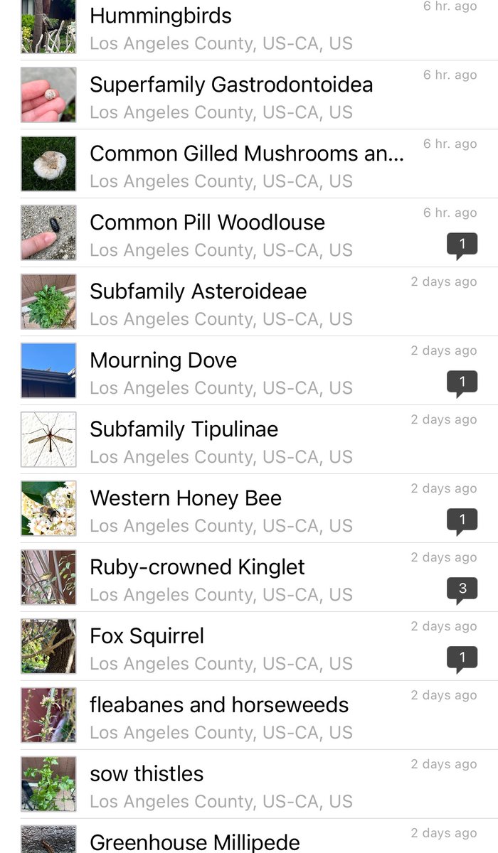JennGribben's tweet photo. Already at 50+ observations and in the top 20 observers for #personalbioblitz2023 ! 🌱

#inaturalist #citsci https://t.co/9ejYum4y55