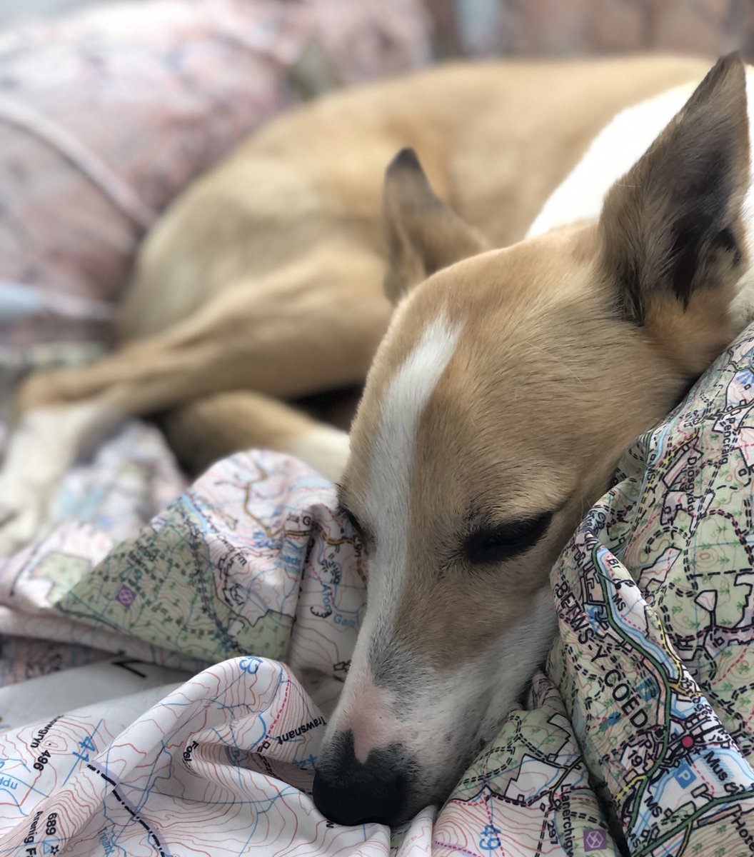 Rubbastuff's tweet photo. Snoozing on Snowdonia.
#lurcher #dog #londondog #dogsoflondon #snowdonia #wales #maps #osmaps #ordnancesurvey #PACMAT https://t.co/PGYL850VG5