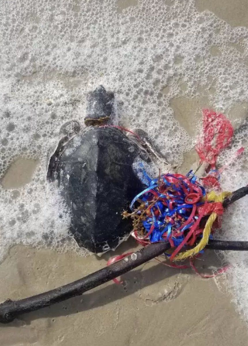 neilagreenwood's tweet photo. Please STOP releasing balloons. They don’t go up to heaven, they burst and fall to the ground. It’s basically organised littering. There are much better ways to honour a loved one that don’t endanger wildlife and marine life . #balloons #wildlife #marinelife https://t.co/4iH3Ci2RlR