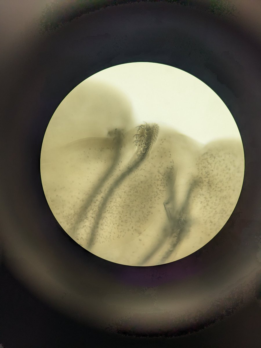 Emily S Durkin, PhD 💯 tweet media