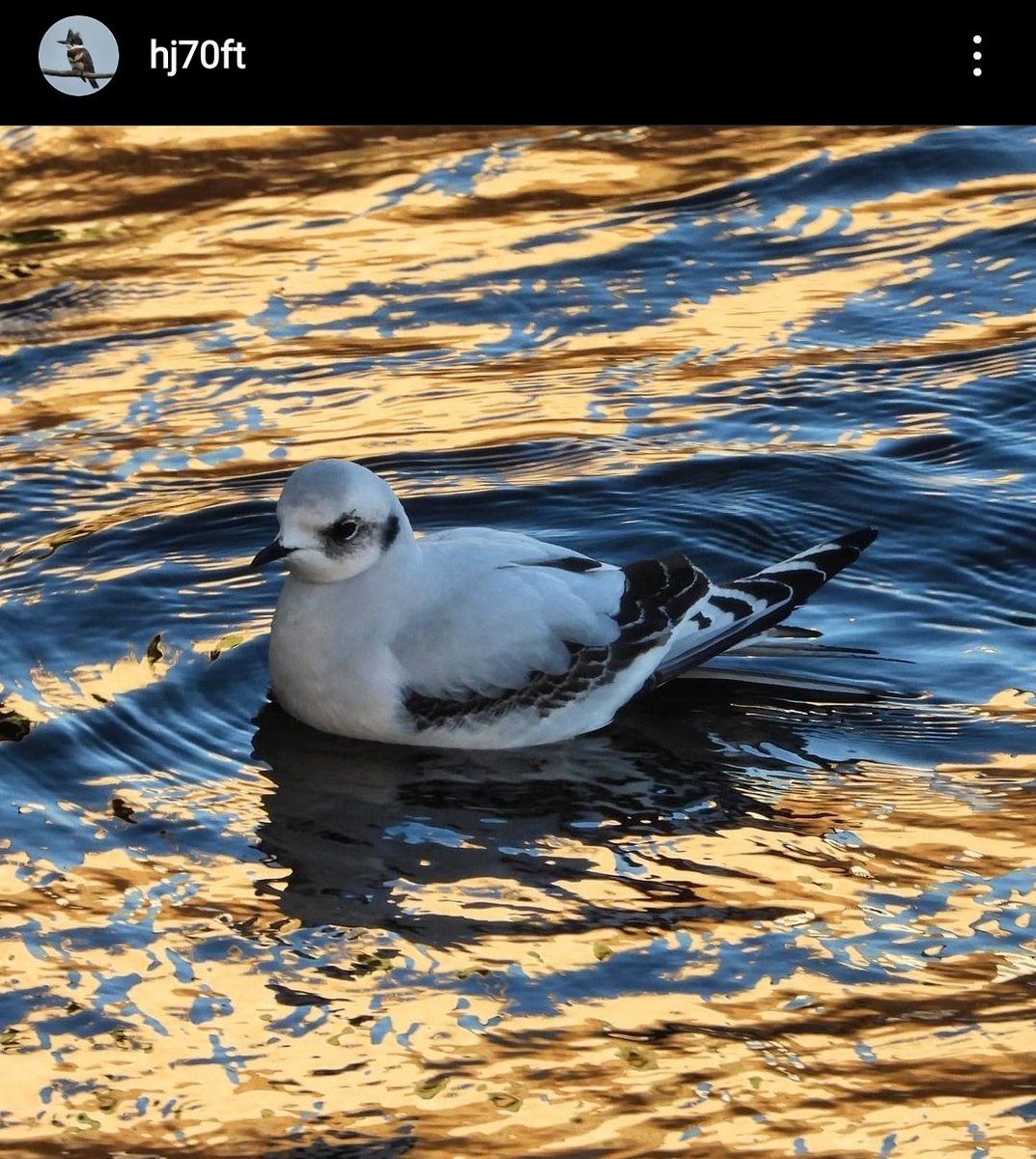 Ben Douglas tweet media