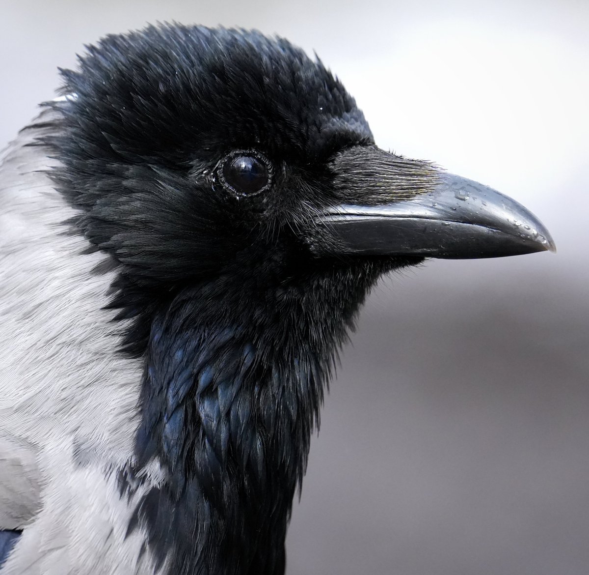 wary_dinos's tweet photo. this crow was the main incubator on the garden crow nest last year: https://t.co/Dzy6clFm3h
i have a serious question related to the condition of their feathers below #birdtwitter #crowtwitter https://t.co/HCtbPgDZC1