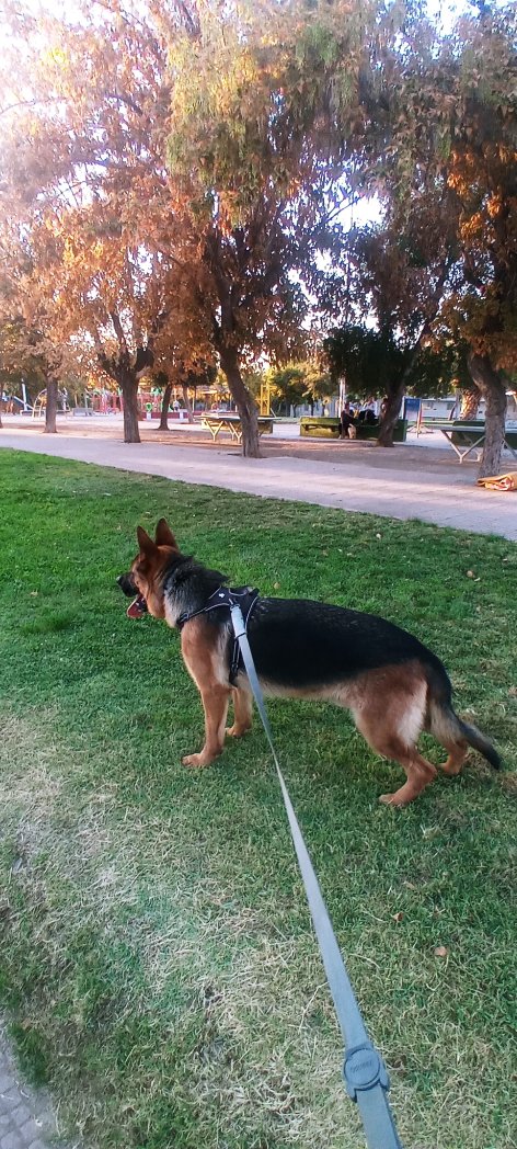 VinkoMilic's tweet photo. No solo #cocinamos en tu #🏠, además hacemos #servicios de mayordomo, ordenamos y limpiamos #patios o paseamos a tu bestia o angelito hasta que quede #lona ...
#PaseandoPerritos #chefadomicilio #Desde$5000 x hr. https://t.co/Pl5aawjsig