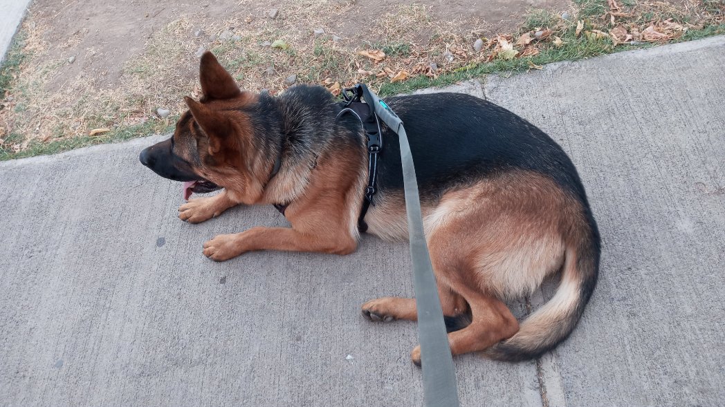 VinkoMilic's tweet photo. No solo #cocinamos en tu #🏠, además hacemos #servicios de mayordomo, ordenamos y limpiamos #patios o paseamos a tu bestia o angelito hasta que quede #lona ...
#PaseandoPerritos #chefadomicilio #Desde$5000 x hr. https://t.co/Pl5aawjsig