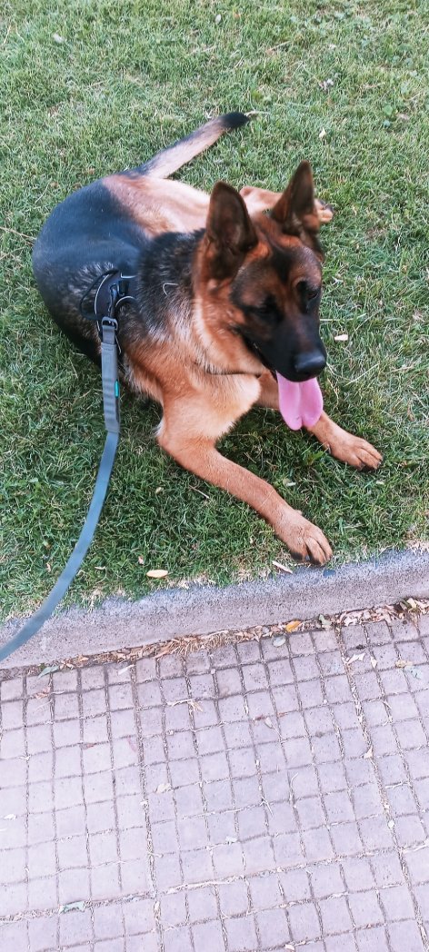 VinkoMilic's tweet photo. No solo #cocinamos en tu #🏠, además hacemos #servicios de mayordomo, ordenamos y limpiamos #patios o paseamos a tu bestia o angelito hasta que quede #lona ...
#PaseandoPerritos #chefadomicilio #Desde$5000 x hr. https://t.co/Pl5aawjsig