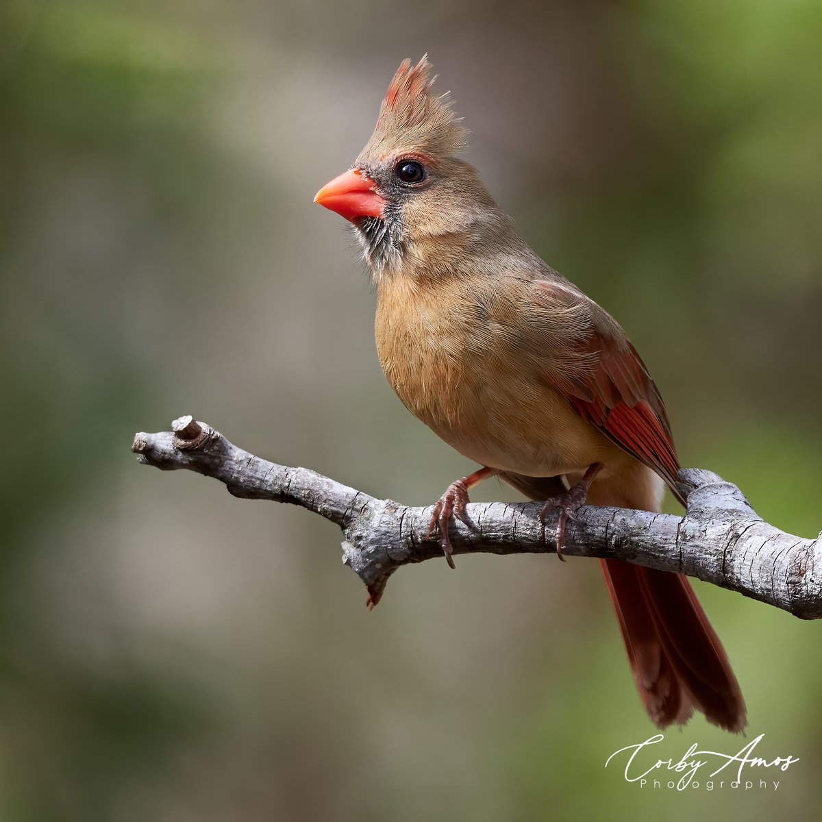 Female Northern Cardinal
.
.
#birdphotography #birdwatching #birding #BirdTwitter #twitterbirds #birdpics #northerncardinal