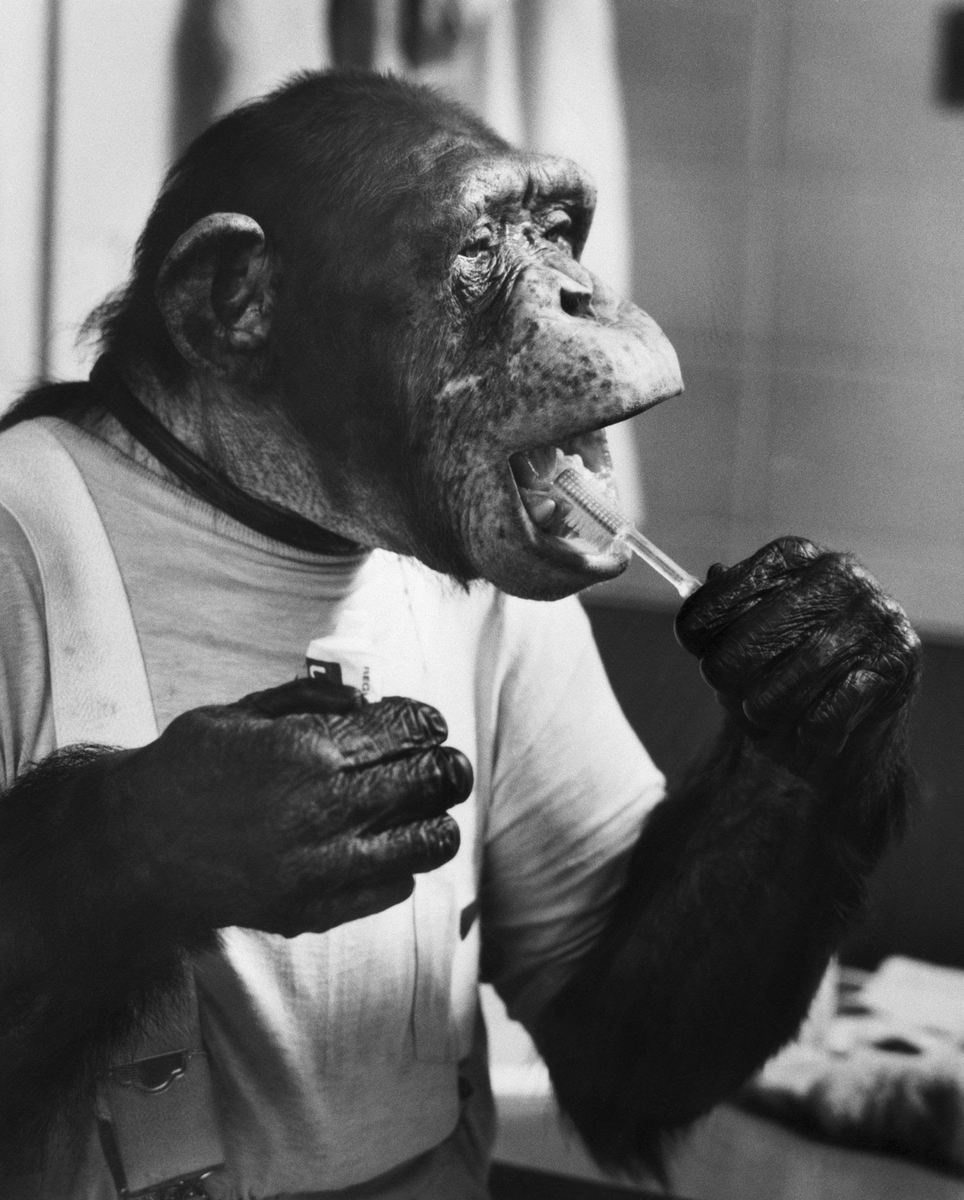 RealGilbertACP's tweet photo. #GGACP #MonkeyTuesday #JFredMuggsDay! @Franksantopadre @RealGilbert @RheinEsq @fotiadis_art @ECSquares_music @benderoni72 https://t.co/7A9Z1OAvlK